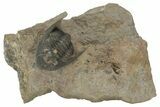 Dalejeproetus Trilobite - Lghaft, Morocco #210248-1